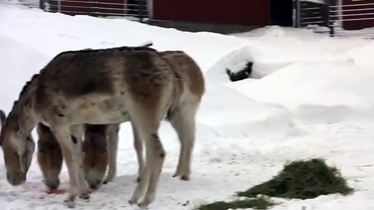 Kuukauden elain - helmikuu - Kulaani