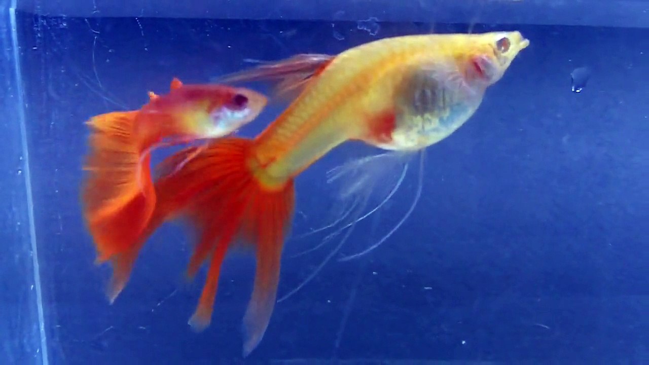 Albino red guppy with swallow tail