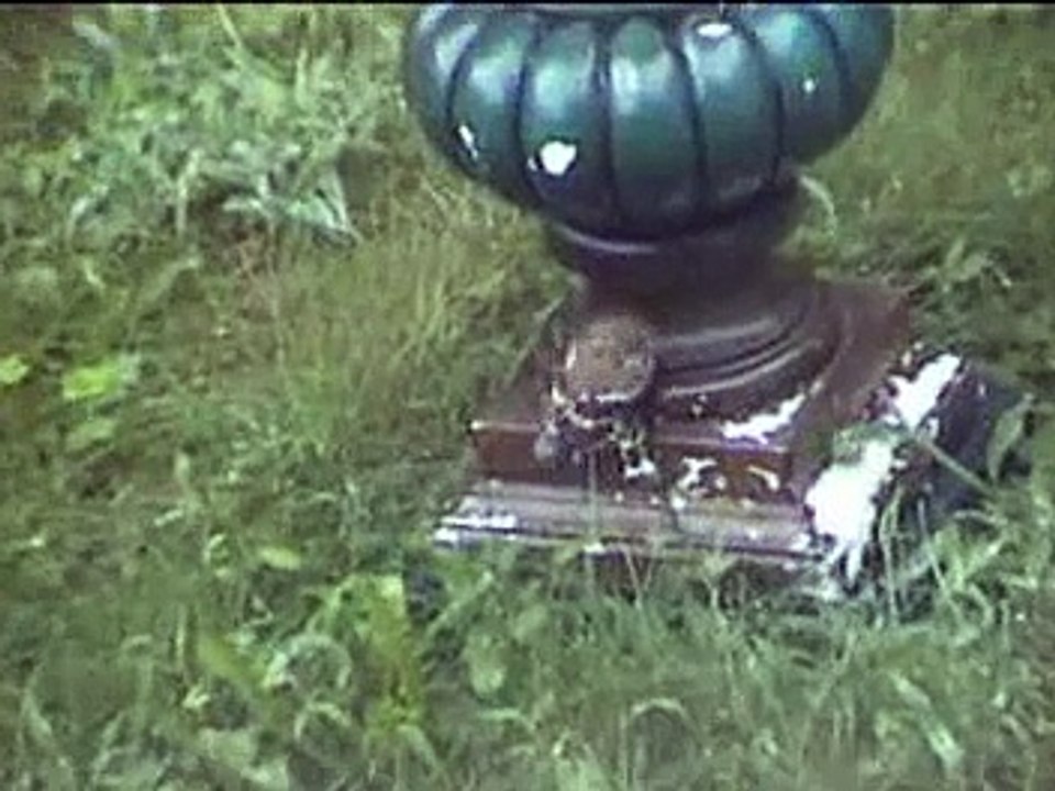 American Goldfinch Feeds Baby