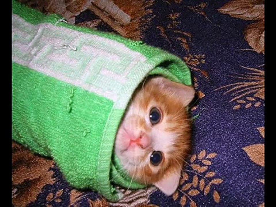 For Cats Fans