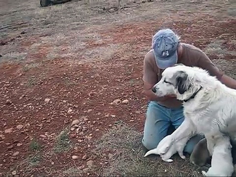 Puppy Cam Christmas Day 2008