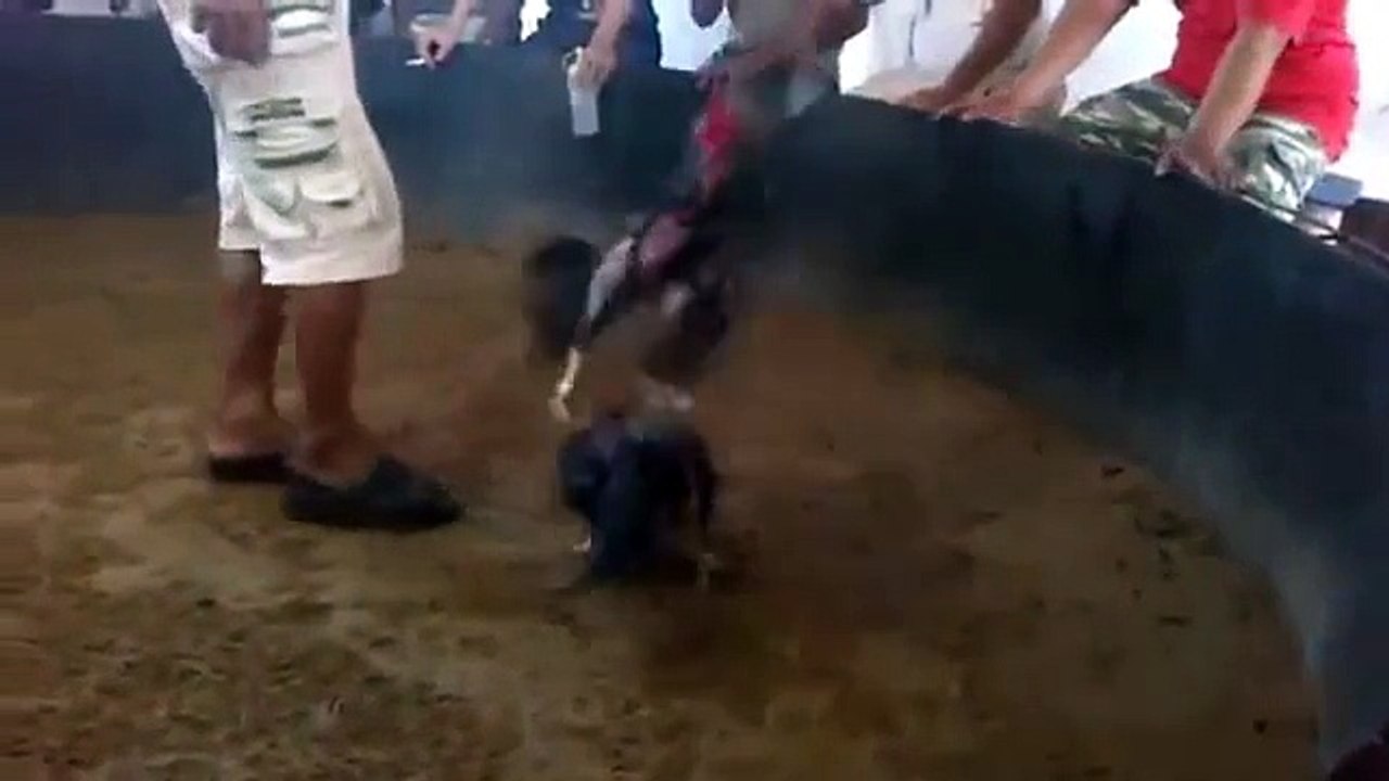 ไก่ชน บ้านต้นไม้ (รวมแมนยู)