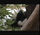 Naughty panda cub Fu Hu - Ungezogener Lausbub Fu Hu