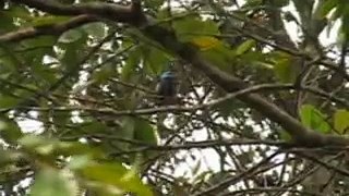 Aves de Cachipay, Cundinamarca, Colombia