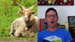 Alte Nutztierrassen Folge 57: Zackelschafe, eine bedrohte ungarische Schafrasse, Schaf Doku Tiere