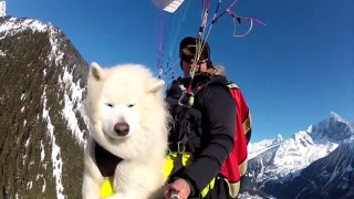 Samoyed extreme