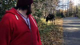 A Moose Visits the Set of 