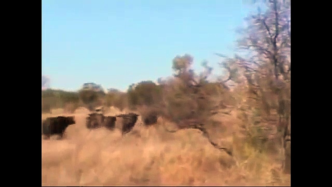 Lion vs Buffalo , Lion Attack Documentary 2015 HD