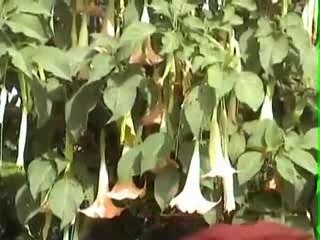 Papillons