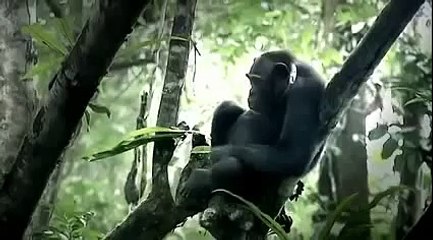 [Nature Documentary] A Chimpanzee's Tale - NEW+ Full Animal Documentary