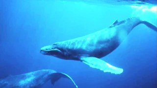 Soothing Whale Song