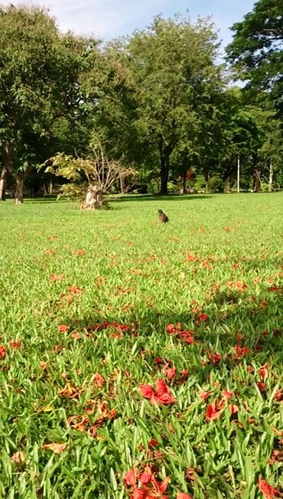 Sunbathing in the park ⛲