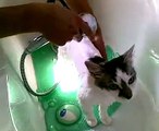 gatto sotto la doccia