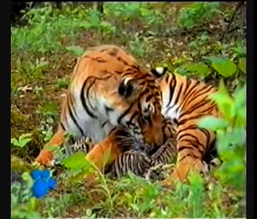Animales