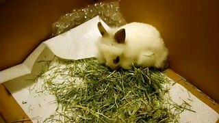 Ringo Starr the Rabbit Eating Hay