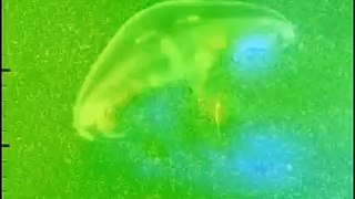 Jellyfish locomotion - Pressure experimental measurement