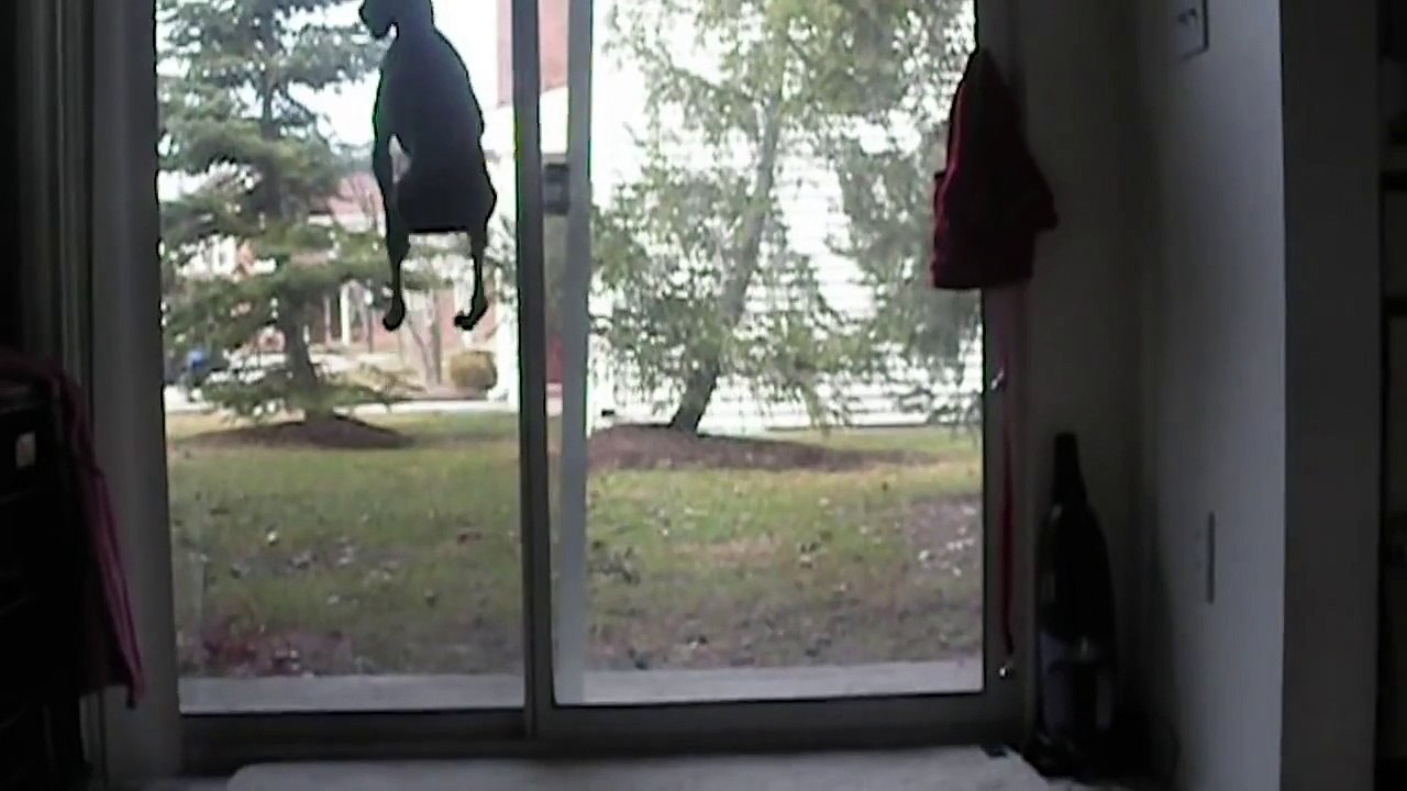 Introducing PetcoNow Powered by Instacart (Petco)