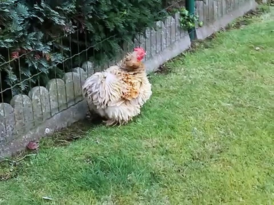 Cat vs Chicken
