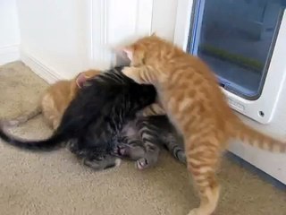 Puppy Breaks Up Kitten Fight!