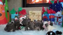 French Bulldogs blue and  blue fawn sable tri puppies Christmas 2011 ....