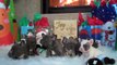French Bulldogs blue and  blue fawn sable tri puppies Christmas 2011 ....