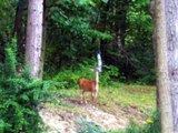 white-tailed deer eating bird seed at backyard bird feeder