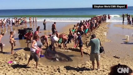 Mobilisation pour le sauvetage d'un requin blanc à Wellfleet