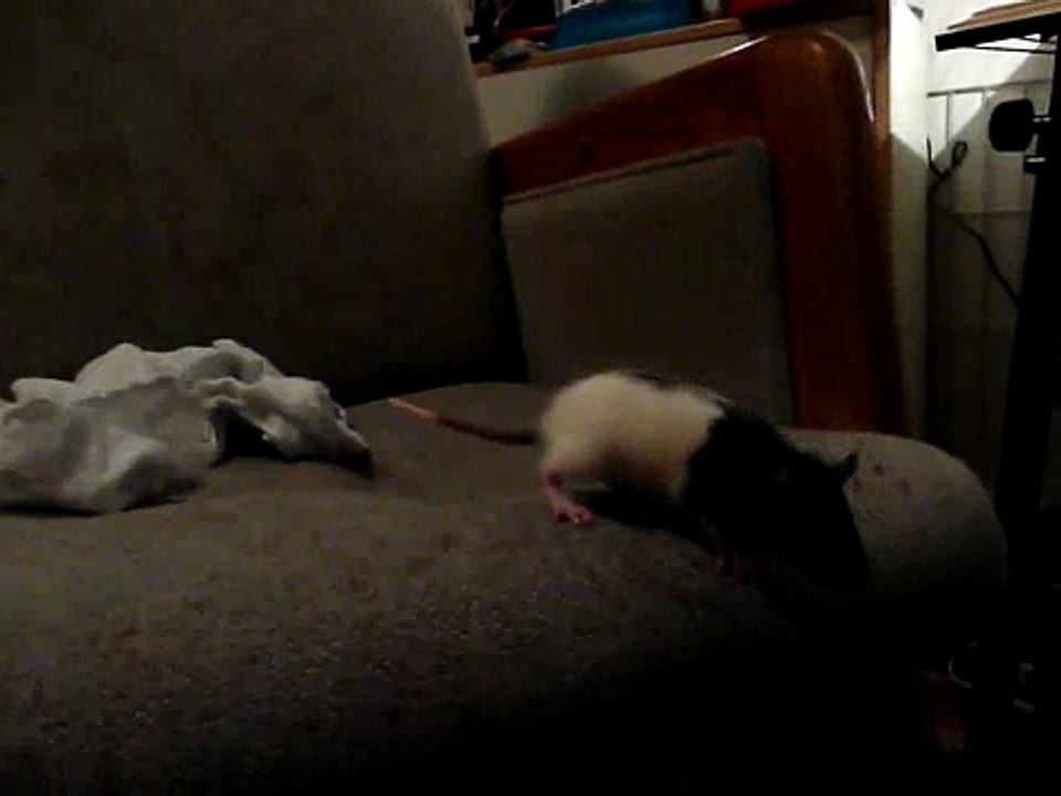 Iggy and Nonny Playing