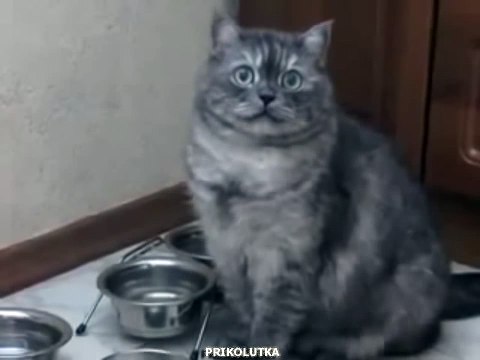 Котик очень хочет есть.