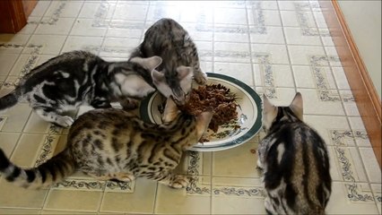 Котята набросились на еду