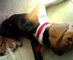 Beagle che dorme e sogna