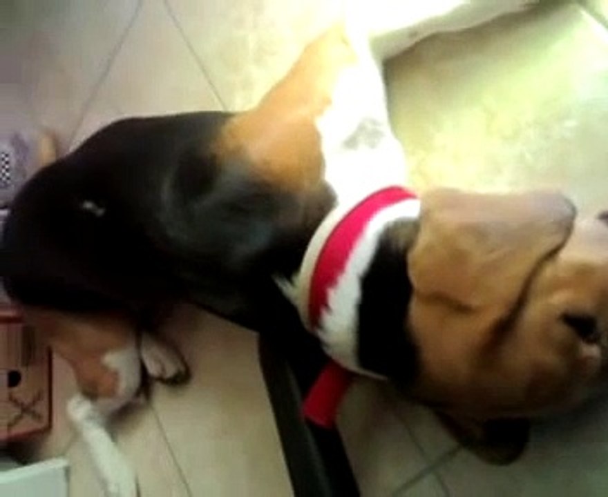 Beagle che dorme e sogna