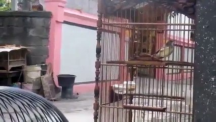 Burung Manyar Isian Kenari Dan Ciblek