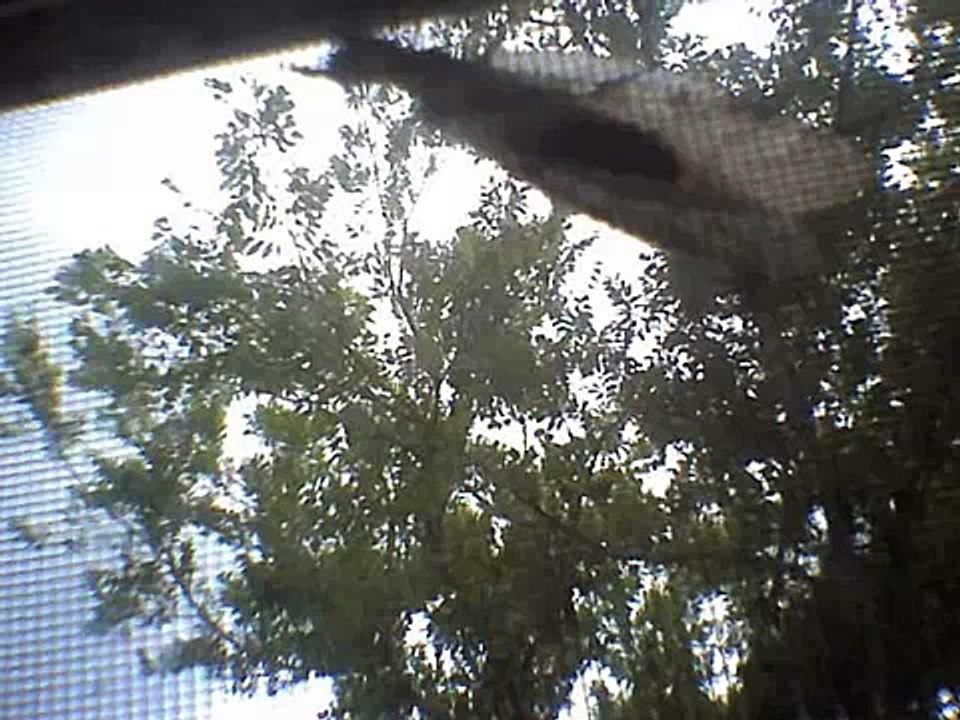 Giant Queen Ant DOBSON﻿ FLY