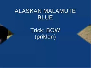 ALASKAN MALAMUTE - trick: "BOW" and "SPIN"