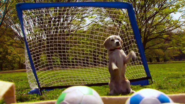 Hunde-Torwart und Riesenhörner: Kuriose Guinness-Rekorde