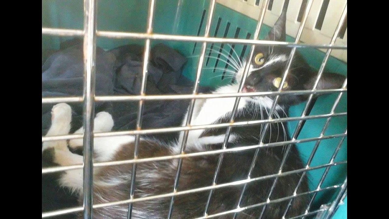 The sad story of Zorica the cat