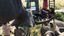 IFAW Successfully Moves 83 Elephants in Malawi