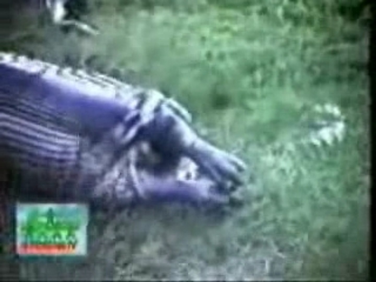 Snake Eat Hippo Video Dailymotion