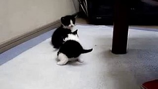 Kittens kick - 猫キック