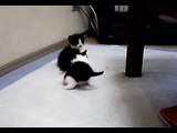 Kittens kick - 猫キック
