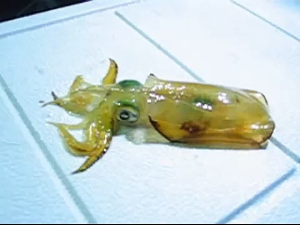 小烏賊變身