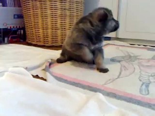 SAARLOOS puppy