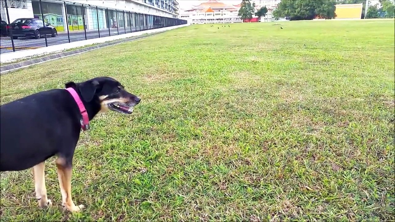 Mutt Dog Goes to Magazine Photoshoot