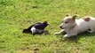 Bird Playing With Dog - Australian Magpie Playing