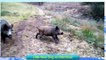 Animal Fights 2015 Wild Boar attacks hunting dogs part 2 | Full HD