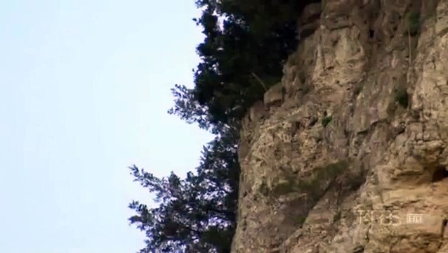 Peregrine Falcon Kills Red Tailed Hawk