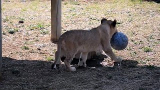 Lion cubs playing at the Joburg Zoo