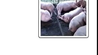 Usapang Baboy - Market Pig module Part 06: Paghahanda ng Kulungan