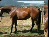 Shining Example 16'2 2006 Thoroughbred Hunter Prospect For Sale